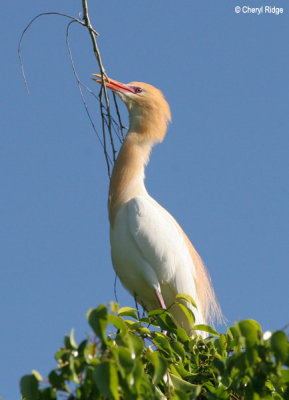 3455-cattle-egret.jpg