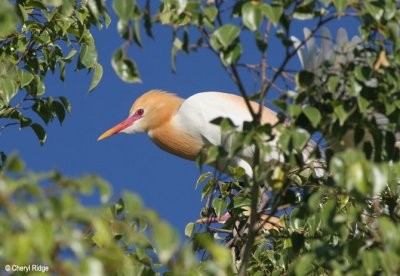 3682-cattle-egret.jpg