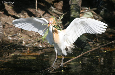 3738-cattle-egret.jpg