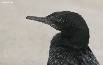 3089-little-blk-cormorant.jpg