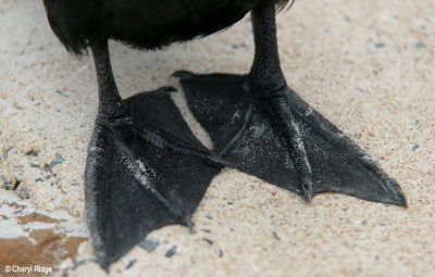 3094-little-blk-cormorant.jpg