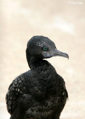 3095-little-blk-cormorant.jpg