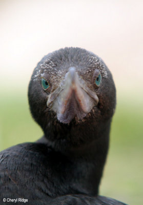 3111-little-blk-cormorant.jpg