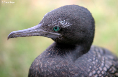 Little Black Cormorant