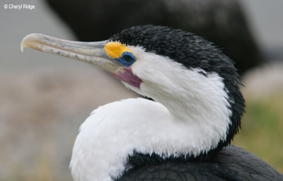 3098-pied-cormorant.jpg