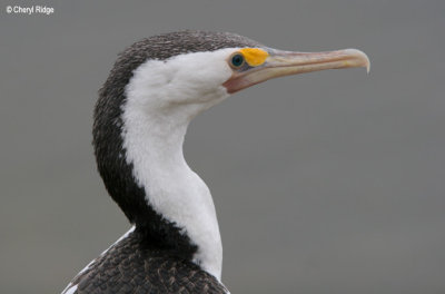 3113-pied-cormorant.jpg