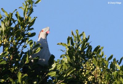 2746- topknot pigeon.jpg