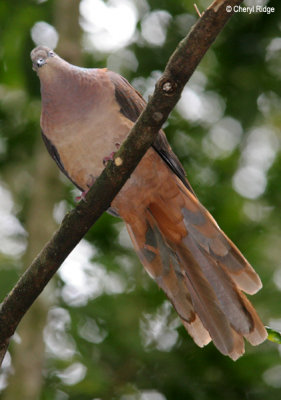 4265-pigeon.jpg
