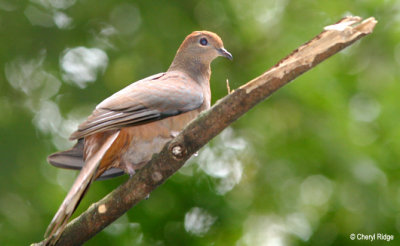 4267-pigeon.jpg