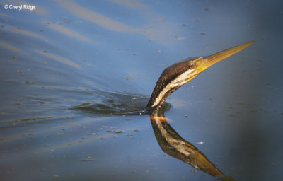 3788-darter.jpg