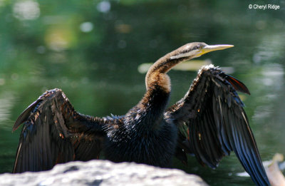 3794-darter.jpg