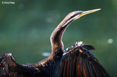 3800-darter.jpg