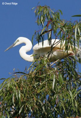 3493-great-egret2.jpg