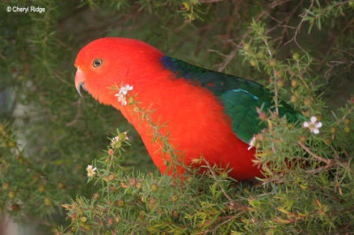 2525-king-parrot.jpg