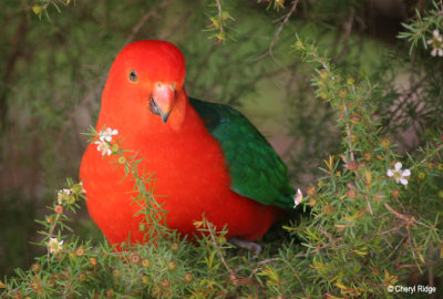 2526-king-parrot.jpg