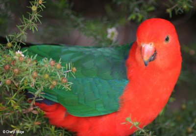 2533-king-parrot.jpg