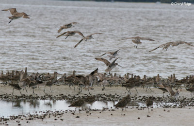 3022-wader-roost.jpg