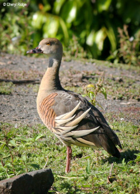 3466-whistling-duck.jpg