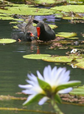 3780-dusky-moorhen.jpg