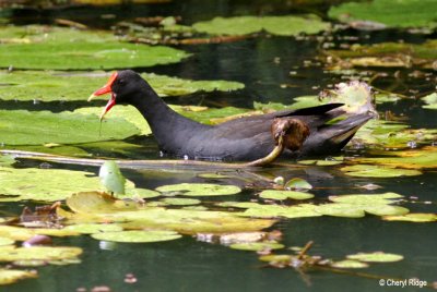 3787-dusky-moorhen.jpg