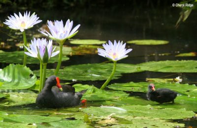 3790-dusky-moorhen.jpg