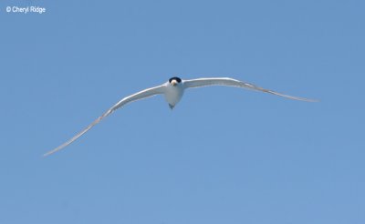 4038-tern.jpg
