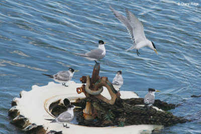 4177-crested-terns.jpg