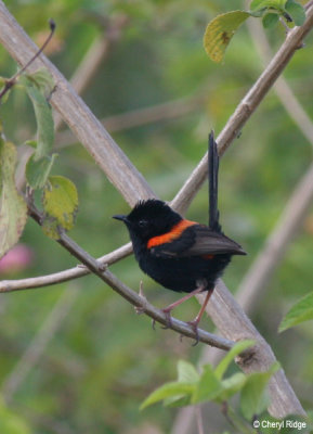 Red backed fairy wrens