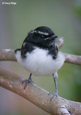 3264-willy-wagtail.jpg