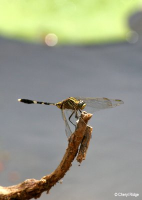 3776-dragonfly.jpg