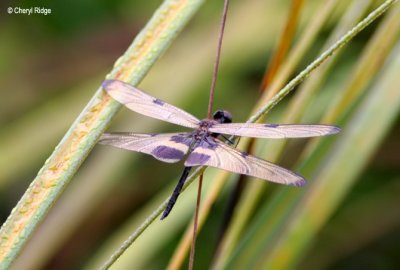 4102-dragonfly.jpg