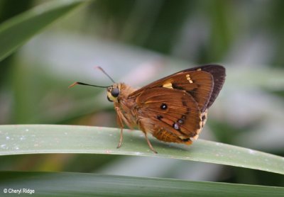 3039- Skipper butterfly