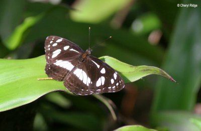 3327- Common Aeroplane butterfly