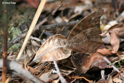 3338- Evening Brown Butterfly
