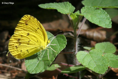 Grass Yellow Butterflies