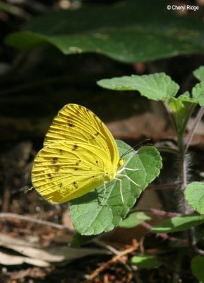 3351- Grass Yellow Butterfly