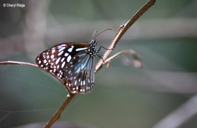 3360- blue tiger butterfly