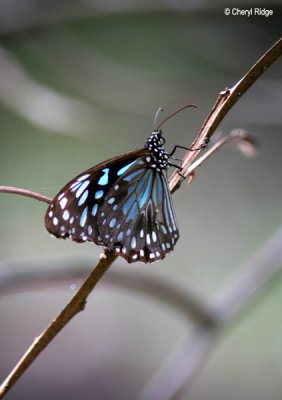 3366- blue tiger butterfly