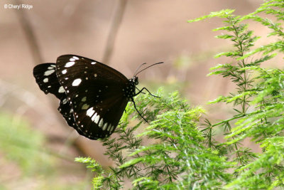 3375-brown-butterfly.jpg