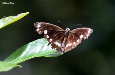 3398-brown-butterfly.jpg