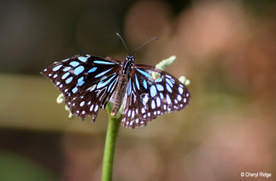 4076- blue tiger butterfly