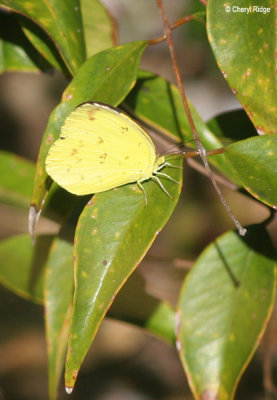 4094- Grass Yellow Butterfly