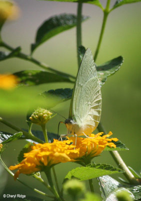4242- Lemon Migrant butterfly