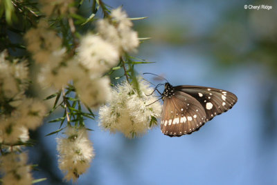4296-brown-butterfly.jpg