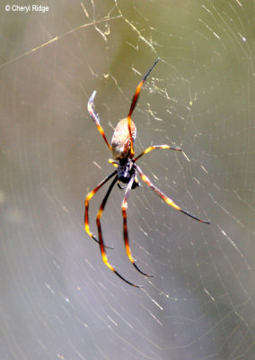 3614-spider.jpg