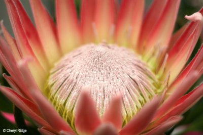 4575-lilydale.jpg (flower)