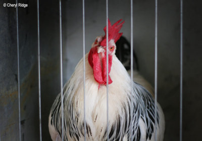 4593-lilydale.jpg (rooster)