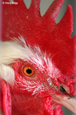 4625-lilydale.jpg (rooster)