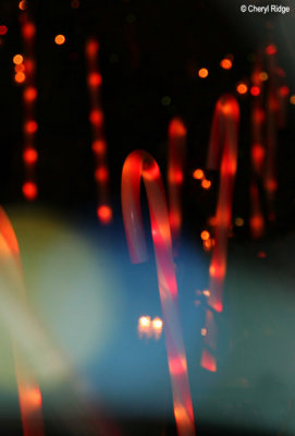 4866-christmas-lights.jpg