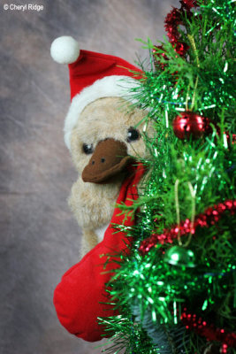 Christmas platypus